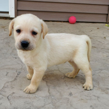 Labrador Retriever Puppy Cooper