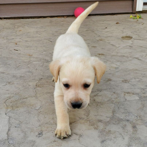Labrador Retriever Puppy Cooper