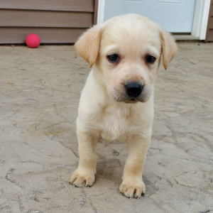 Labrador Retriever Puppy Cooper