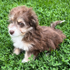 Aussiedoodle Puppy Emmy