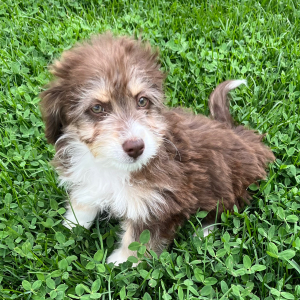 Aussiedoodle Puppy Emmy