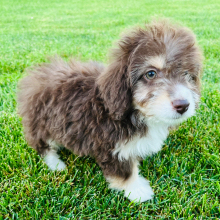 Aussiedoodle Puppy Emmy