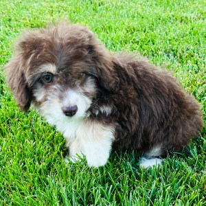Aussiedoodle Puppy Emmy