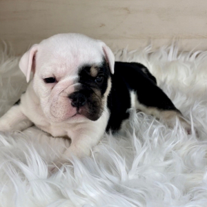Bulldog Puppy Marley