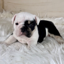 Bulldog Puppy Marley