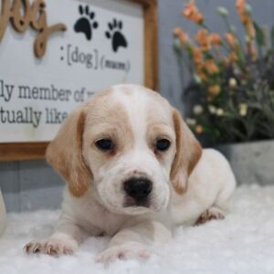 Beagle Puppy Wesley