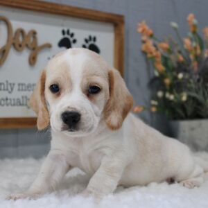 Beagle Puppy Wesley