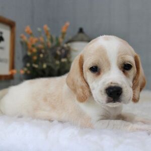 Beagle Puppy Wesley