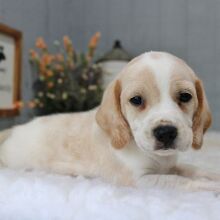 Beagle Puppy Wesley