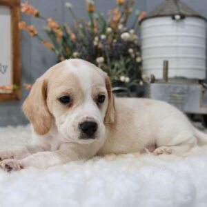 Beagle Puppy Wesley