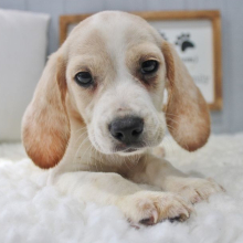 Beagle Puppy Wesley