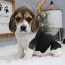Beagle Puppy Gypsy