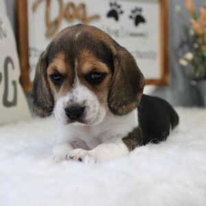Beagle Puppy Gypsy