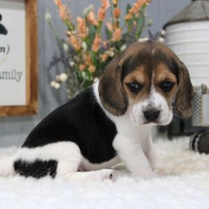 Beagle Puppy Gypsy