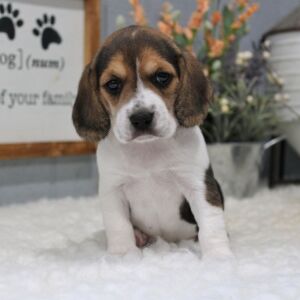 Beagle Puppy Gypsy
