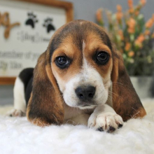 Beagle Puppy Gypsy