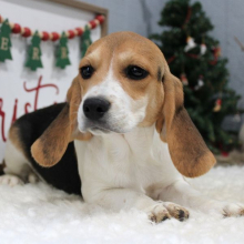 Beagle Puppy Gypsy