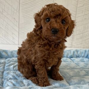 Poodle Puppy Ryder