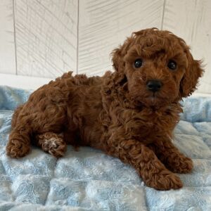 Poodle Puppy Ryder