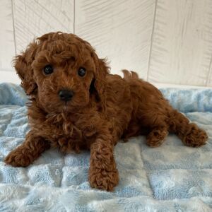 Poodle Puppy Ryder