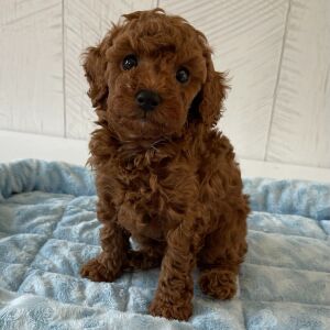 Poodle Puppy Ryder