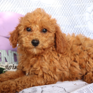 Cavapoo Puppy Jewel