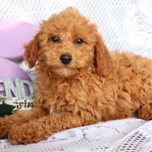 Cavapoo Puppy Jewel