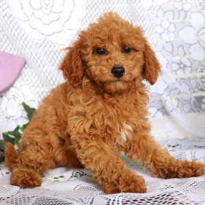 Cavapoo Puppy Jewel