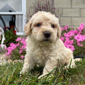 Goldendoodle Puppy George