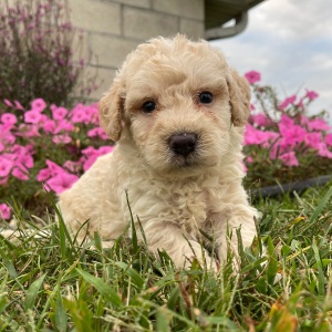 Goldendoodle Puppy George