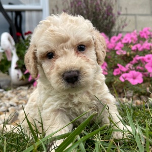 Goldendoodle Puppy George