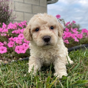 Goldendoodle Puppy George
