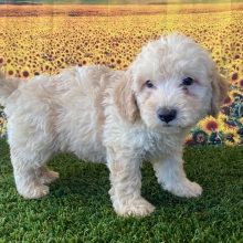 Goldendoodle Puppy George