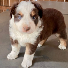 Australian Shepherd Puppy Pepper