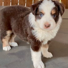 Australian Shepherd Puppy Pepper