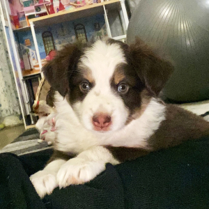 Australian Shepherd Puppy Pepper