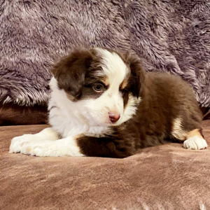 Australian Shepherd Puppy Pepper