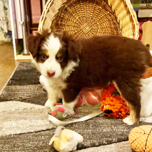 Australian Shepherd Puppy Pepper