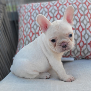 French Bulldog Puppy Adam
