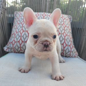 French Bulldog Puppy Adam