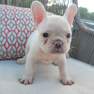 French Bulldog Puppy Adam