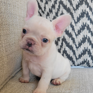 French Bulldog Puppy Adam