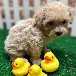 Maltipoo Puppy Jasper