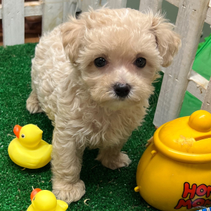 Maltipoo Puppy Jasper