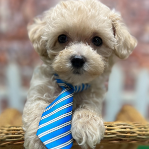 Maltipoo Puppy Jasper