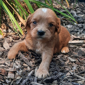 Cavapoo Puppy Calvin