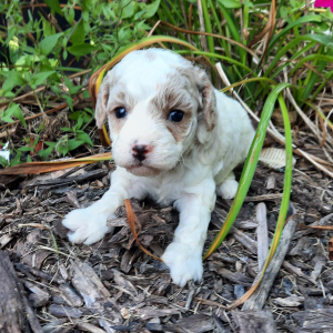 Cavapoo Puppy Sarah