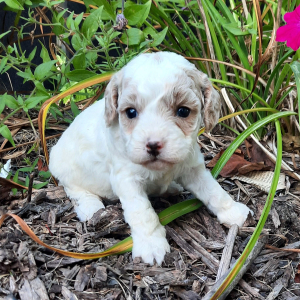 Cavapoo Puppy Sarah
