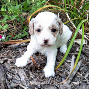 Cavapoo Puppy Sarah