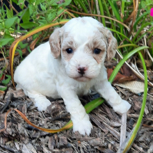 Cavapoo Puppy Sarah